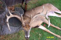 ten point buck